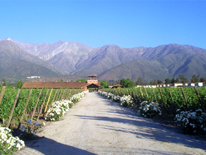 Image Description